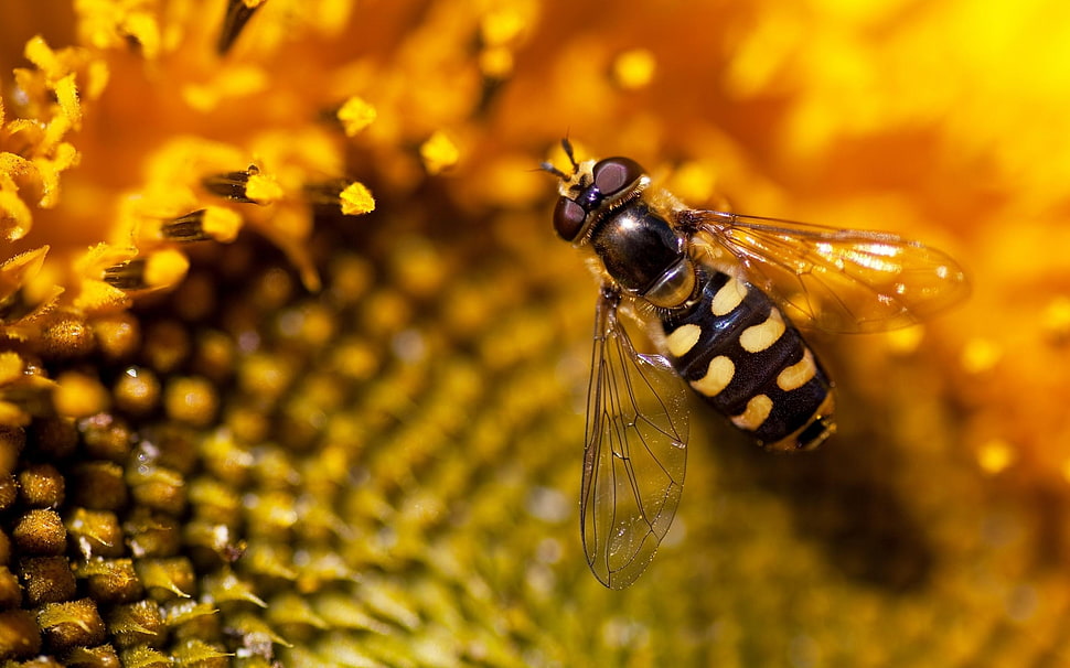 black and yellow hoverfly in closeup photo HD wallpaper